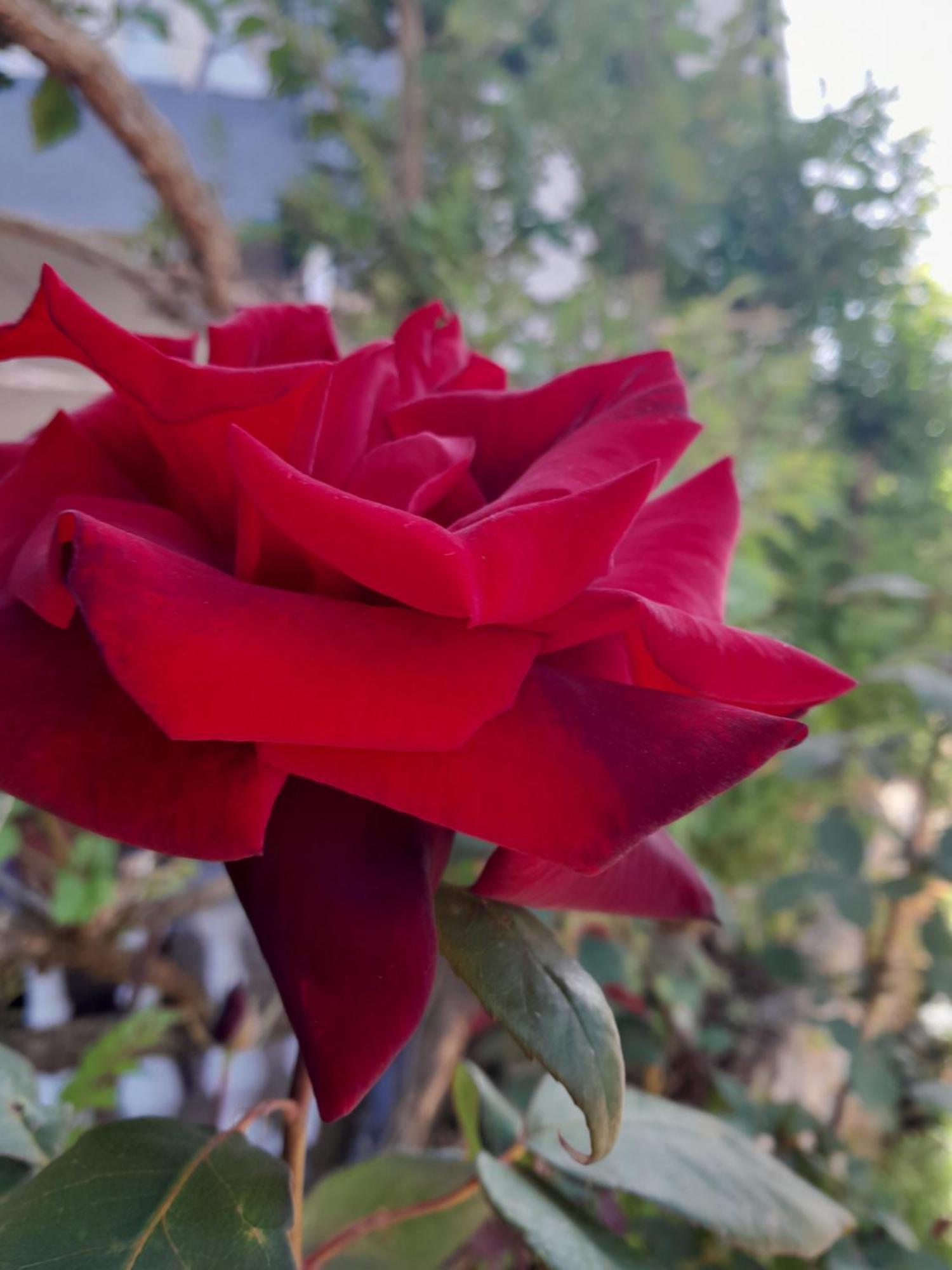 Apartman Nena Cepljani Dış mekan fotoğraf